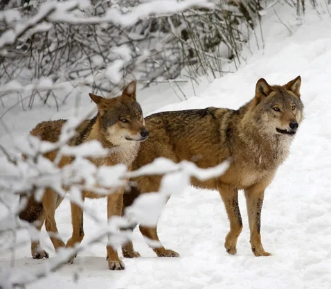 Wolf Hunting Trip