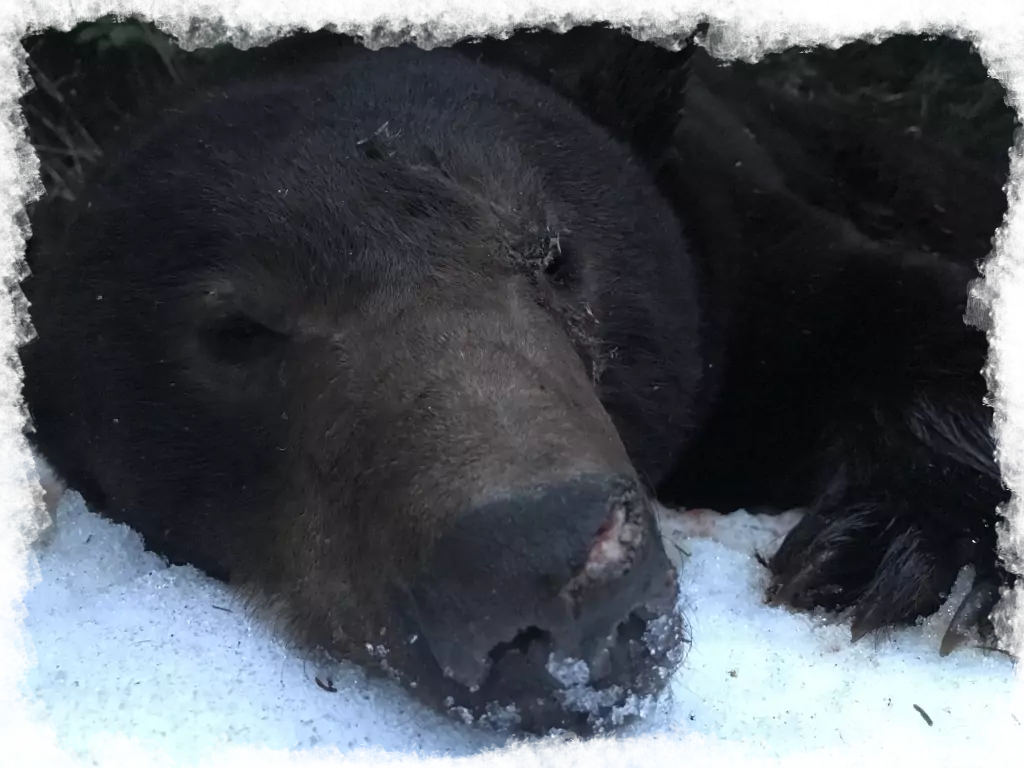 Black Bear Hunting Trip